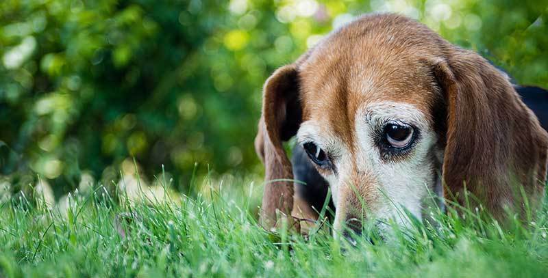 Caring for Your Dog’s Mental Health