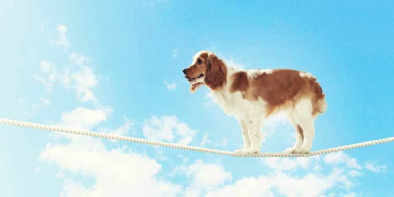What are the Top Dog Myths?﻿