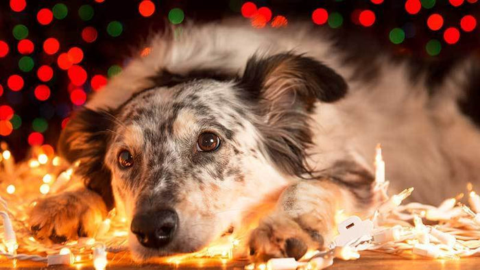 How to Keep Your Dog Safe During the Holiday Season