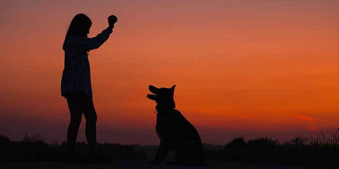 How to Choose a Dog Trainer