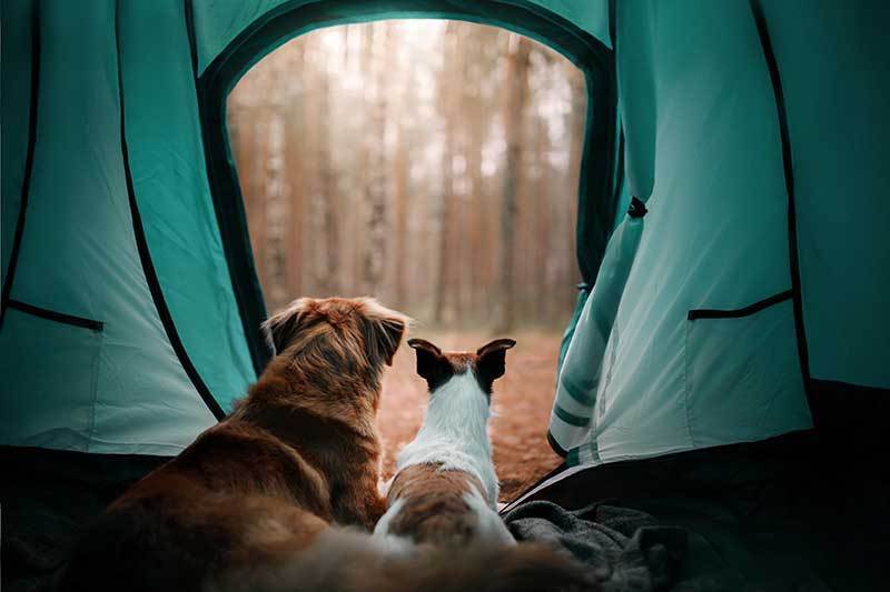 How to Camp with Your Dog