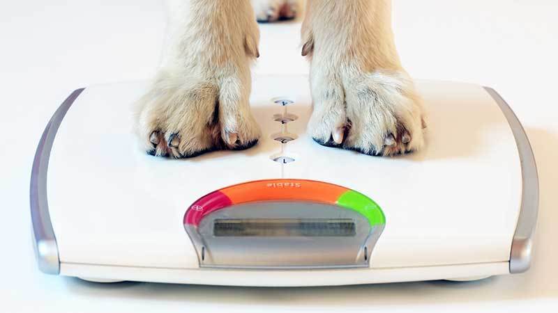 Healthy Weight and Your Dog