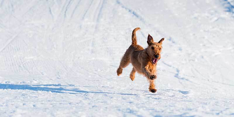 Winter Dog Advice from SierraSil