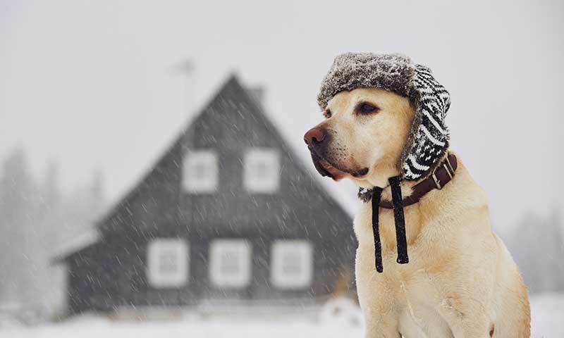 Keep Your Dog Active and Healthy This Winter